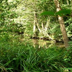 Foto des Niedermoores Schlangenpfuhl