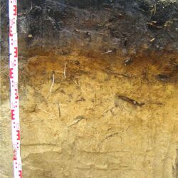 Foto eines Normpodsols