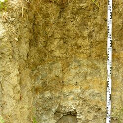 Foto einer Pararendzina am Standort Hallburg