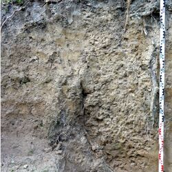 Foto eines Pseudogleys