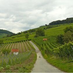 Foto von Weinanbau in Heppenheim