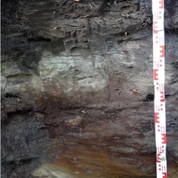 Foto eines Gley-Podsols