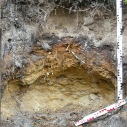 Foto eines Eisenhumes-Podsols