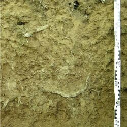 Foto des Fahlerde-Aufschlusses