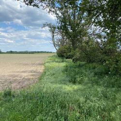 Ein Gewässerrandstreifen welcher bewachsen ist