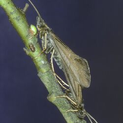 Foto von paarenden Köcherfliegen