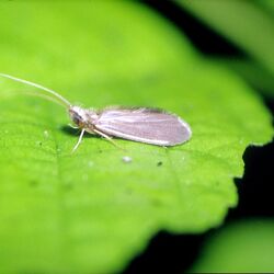 Ein Foto der  Köcherfliege (Männchen)