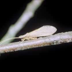 Ein Foto der gemeinen Köcherfliege