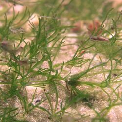 Eine Unterwasseraufnahme der Biegsamen Glanzleuchteralge