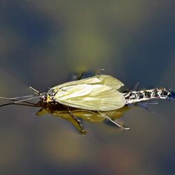 Eine Aufnahme der Köcherfliegenart Oligotricha striata kurz nach dem Schlupf, zu erkennen an den gelben Flügeln