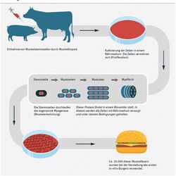 Diagramm Herstellungsverfahren In-vitro-Fleisch