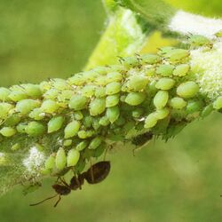 Apfelbaumtrieb mit starkem Befall durch die Grüne Apfelblattlaus.