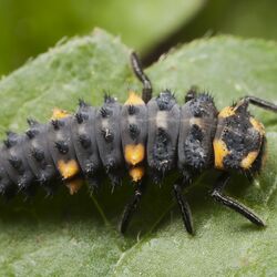 Marienkäferlarve auf Blatt