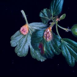 Stachelbeertriebspitze mit Blättern, davon zwei mit Stachelbeerrost befallene Blätter, und Frucht