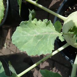 Blattlausmumie mit Schlupfwespe auf Kohlrabiblatt