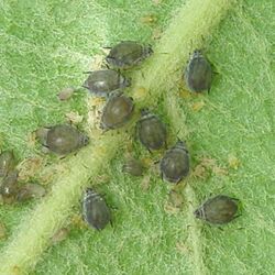 Schwarze Mehlige Apfelblattläuse (Dysaphis plantaginea) an der Unterseite eines Apfelblatts. 9 Stammmütter mit jungen Blattläusen.