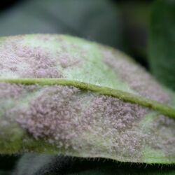 Blattunterseite mit Falschem Mehltau