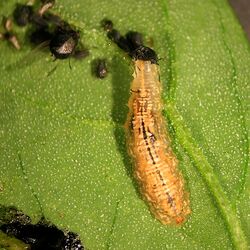 Schwebfliegenlarve auf Blatt.