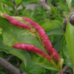 Apfelblätter mit faltenartig aufgeworfenen Rändern, die leuchtend rot gefärbt sind.