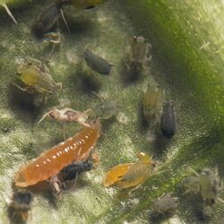 Gallmücken in Nahaufnahme