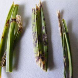 Blattflecken (Drechslera spp., Bipolaris spp., Curvularia spp.)