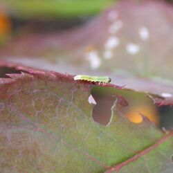 Fraßschaden hervorgerufen durch Rosenblattwespe