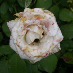 Grauschimmel an Rosenblüte