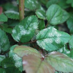 Echter Mehltau an Rosenblättern