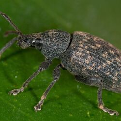 Gefurchter Dickmaulrüssler