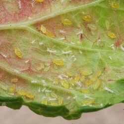 Johannisbeerblasenläuse an Blattunterseite