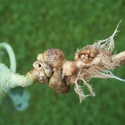 Gallen am Wurzelhals eines Kohlrabis.