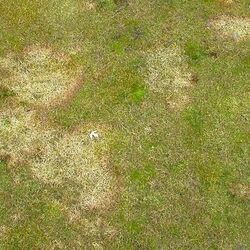 Schneeschimmel (Microdochium nivale)