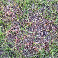 Pythium-Fäule (Pythium spp.)