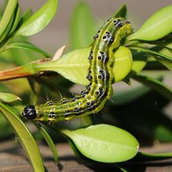 Raupe des Buchsbaumzünslers