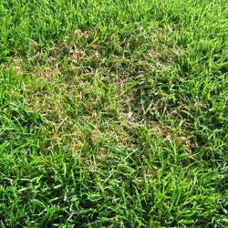 Rotspitzigkeit (Laetisaria fuciformis)