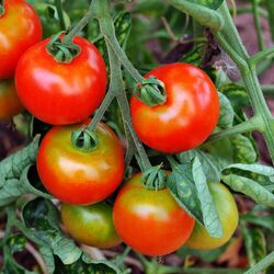 Nährstoff- und Wassermangel an einer Tomatenpflanze