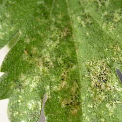 Silbrig gesprenkelte Blätter weisen auf einen Befall mit Thripsen hin.