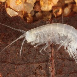 Groundwater flea canker