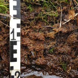 basenarmes Niedermoor