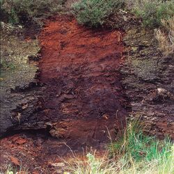 Foto Bodenprofil Hochmoor NSG Geestmoor