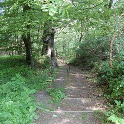 Buchenwald am Kaisberg