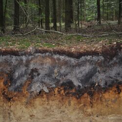 Das Bodenprofil am Standort Langenberger Forst