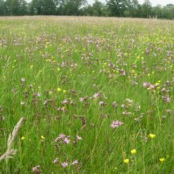 artenreiche Feuchtgrünwiese