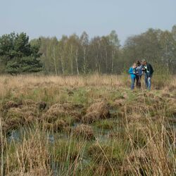 Hochmoor am Emsland Moormuseum