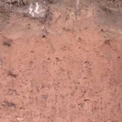 Das Bodenprofil am Standort Bürgstadt, Typ Braunerde aus Bundsandstein