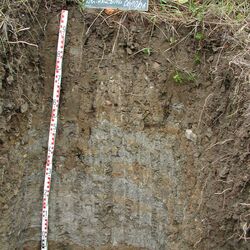 Das Bodenprofil am Standort Hallburg, Unterer- und Gipskeuper (vorwiegend Ton- und Schluffstein)
