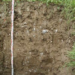 Das Bodenprofil am Standort Vogelsburg, Typ Muschelkalk (vorwiegend Kalkstein z.T. dolomitisch)steinkeuper (vorwiegend Sandstein)
