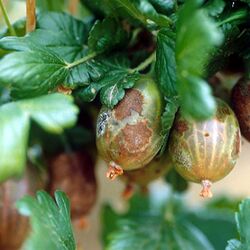 Amerikanischer Stachelbeermehltau an Stachelbeeren
