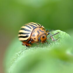 Kartoffelkäfer
