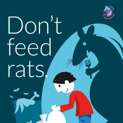 Don't feed rats